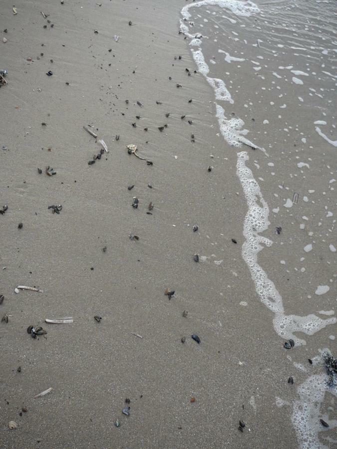 Strandslag Zanddijk 229 Julianadorp Aan Zee 외부 사진